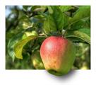 Apple Vruchten Fruit Appelboom Hdr Ebv, realworkha