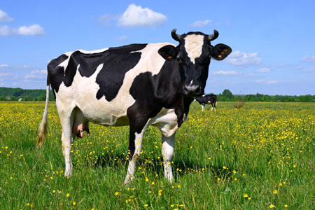 cow-in-pasture_jpg_838x0_q80.jpg