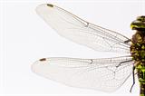 dragonfly-insect-animal-wing.jpg
